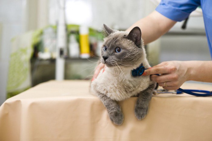 Лечение и профилактика ХПН у кошек - 2