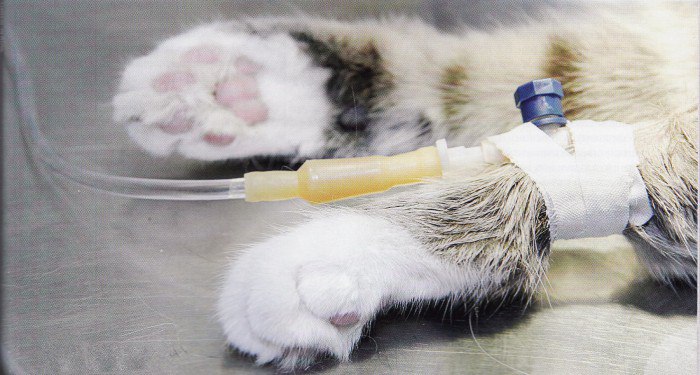Лечение и профилактика ХПН у кошек