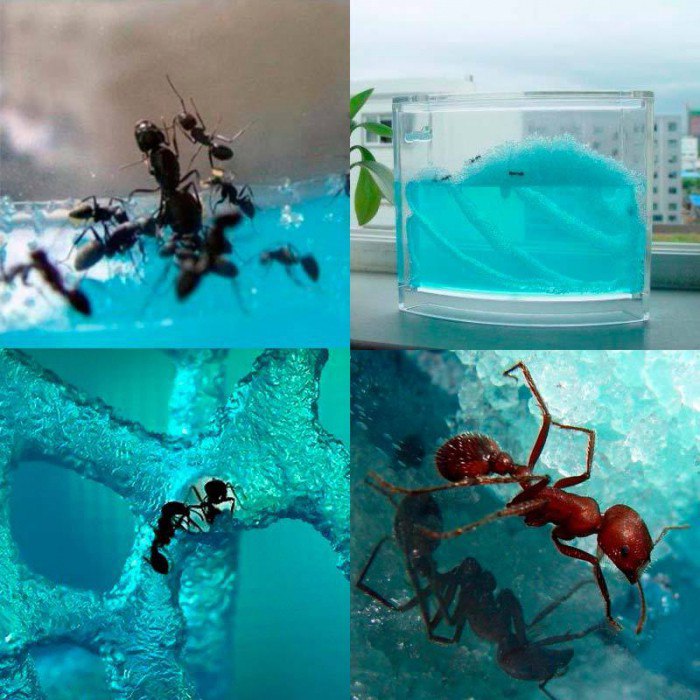 Правила ухода за муравьями