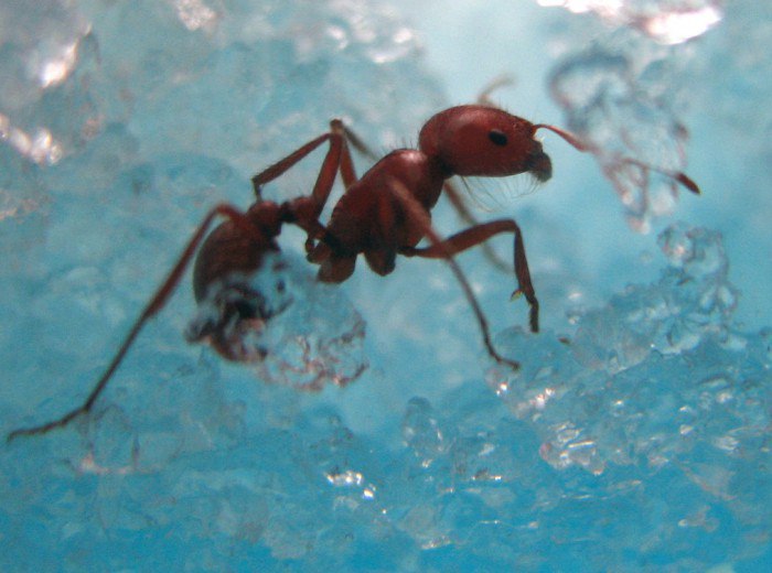 Что такое формикарий — муравьиная ферма?