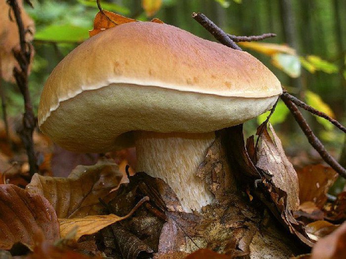 Опасный гриб двойник шампиньона