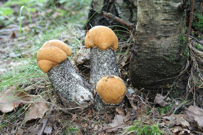 Опасный гриб двойник шампиньона - 2