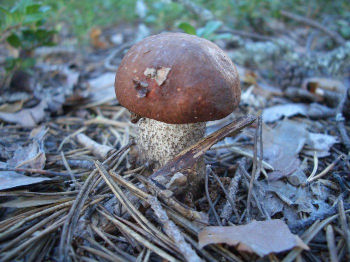 Признаки отравления ложными грибами двойниками