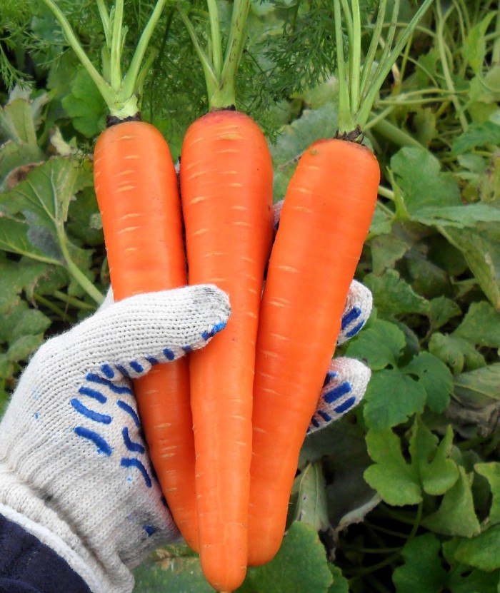 Как следует сажать морковь на ленте - 2