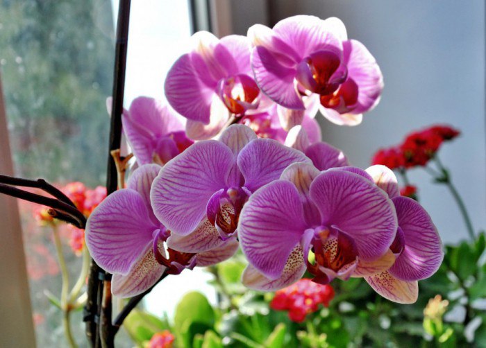 Уход за орхидеями Фаленопсис