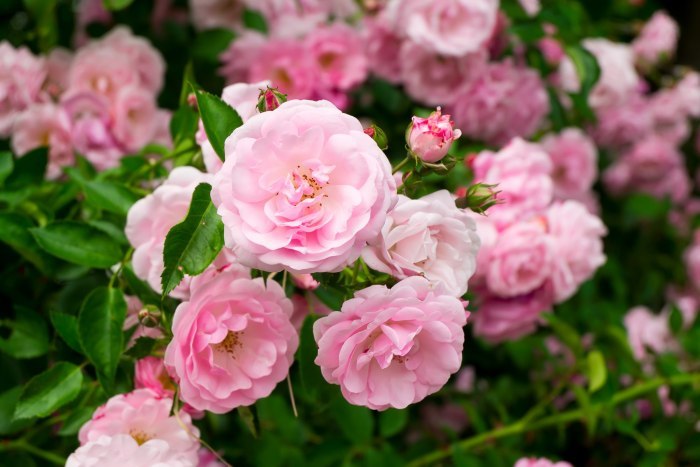 Как привить розу на шиповник: советы садоводам
