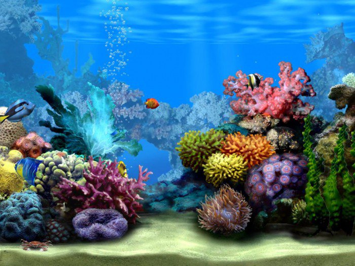 Хобби — морской аквариум