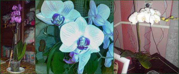 Пересадка орхидей в домашних условиях