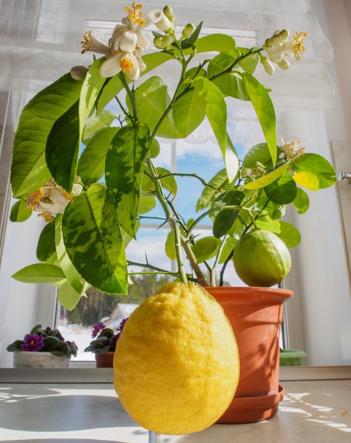 Можно ли вырастить лимон в домашних условиях?