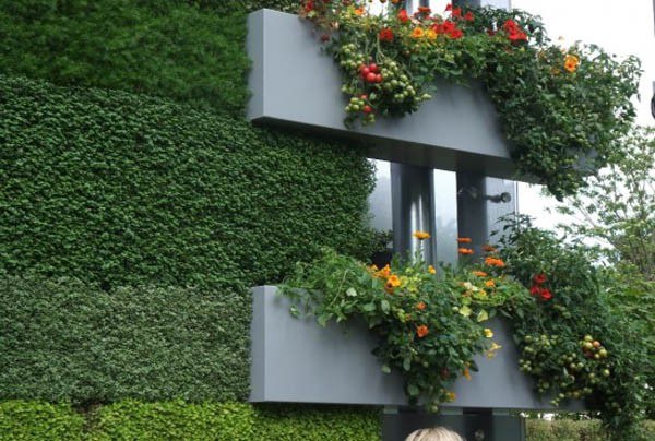 Вертикальное озеленение на даче, в загородном доме и квартире