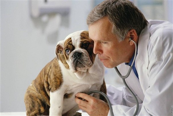 Глистогонные препараты для собак: полезная информация для хозяев