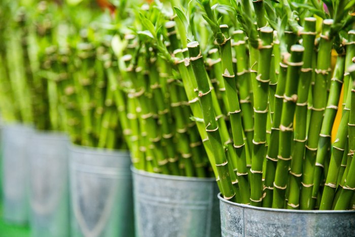 Бамбук: изящное растение с сакральной силой