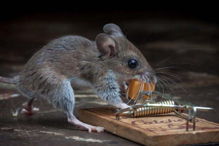 Как бороться с мышами: избавляемся от маленьких вредителей