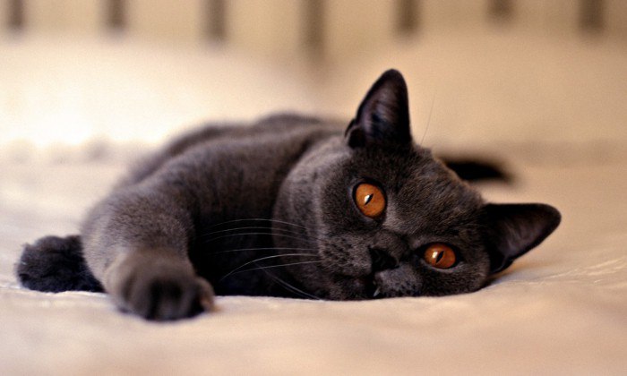 Хроническая почечная недостаточность у кошек: признаки, симптомы, лечение