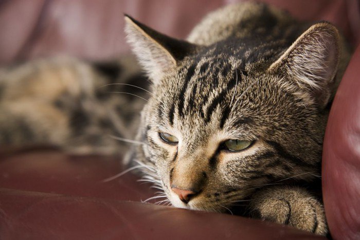 Спасаем кошку: как помочь домашней любимице при течке?