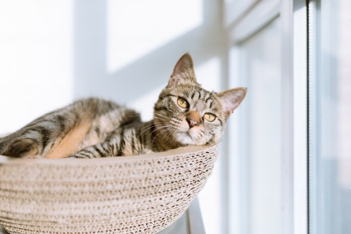 Роды домашней кошки: чем и как помочь любимице?