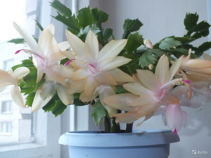 Декабрист – комнатное растение с роскошными цветками