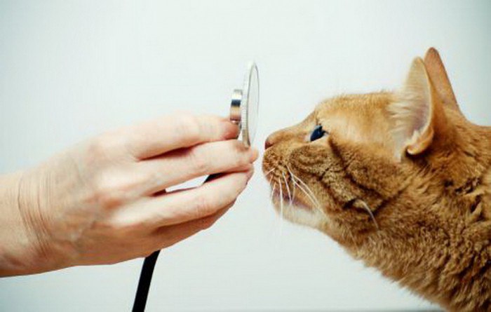 Функции параанальных желез у кошек, симптомы воспаления, лечение