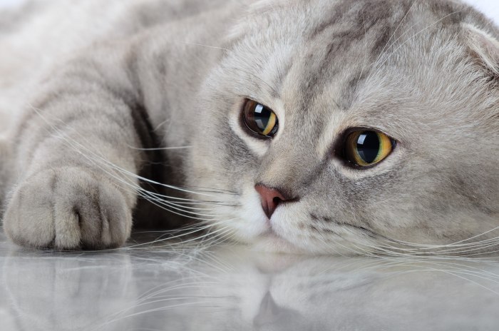 Что делать, если вскрылась опухоль молочной железы у кошки?