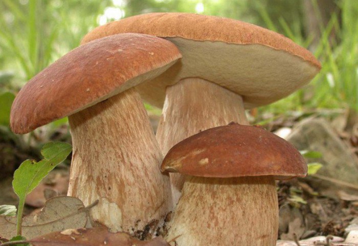 Опасный для здоровья двойник белого гриба