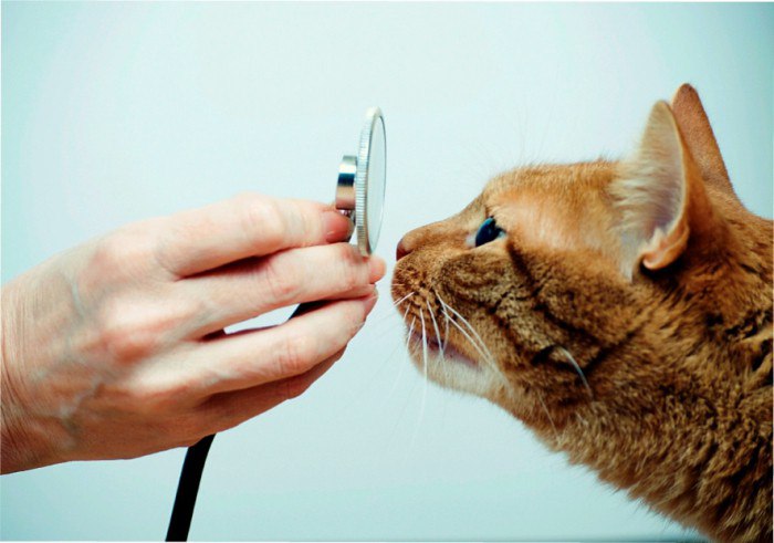 Как лечатся травмы челюсти у кошек?
