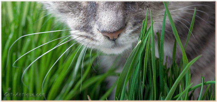 Какую траву едят кошки, как вырастить ее дома