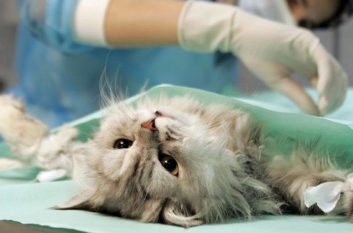 А проблему могли бы решить элементарные процедуры – стерилизация собак и котов