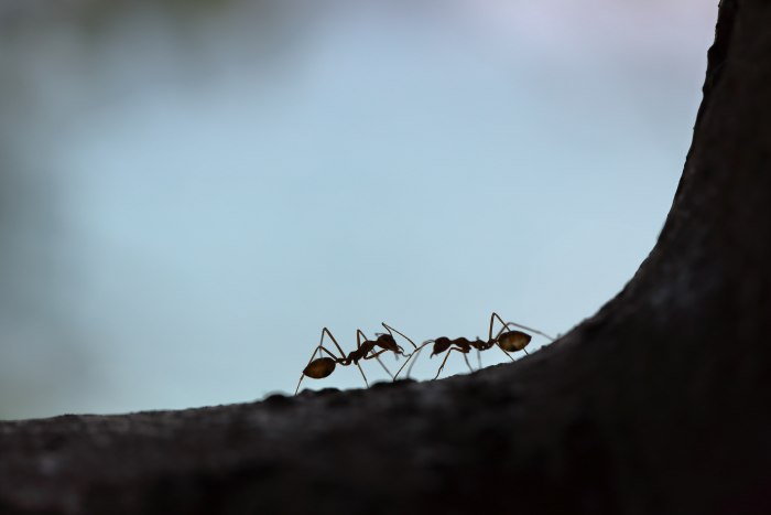 Советы по уходу за муравьиной фермой