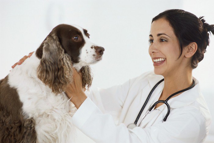 Клинические признаки эндометрита у собак