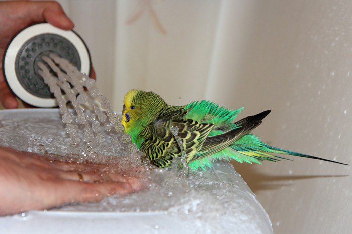 Когда и как моют попугая?