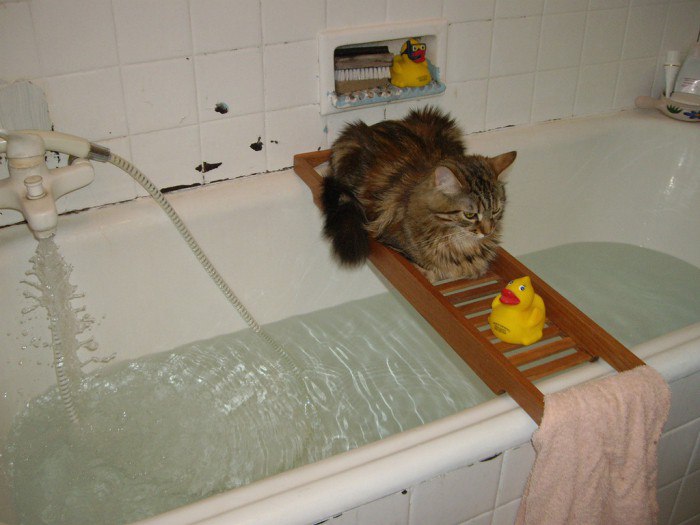 Как выбрать шампунь для кошки