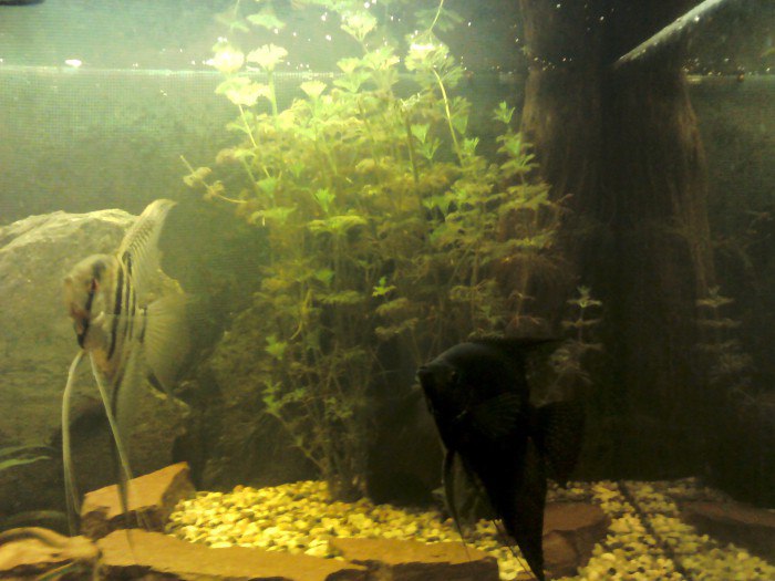 Почему может помутнеть вода в аквариуме с фильтром