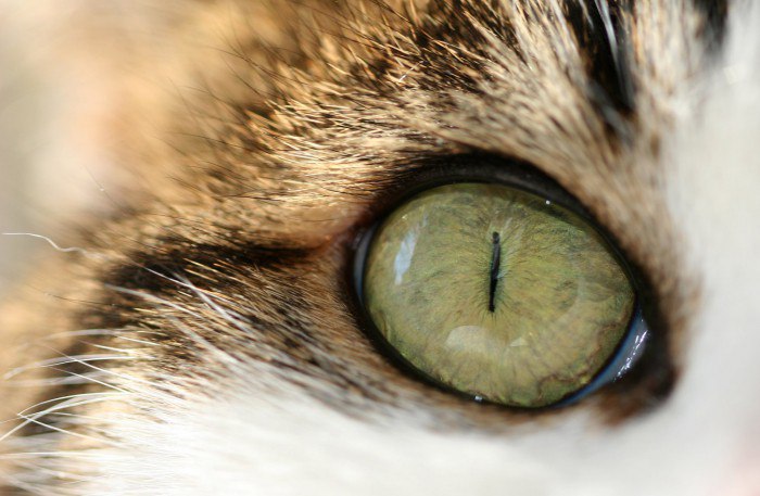 Причины: почему у кошек слезятся глаза?