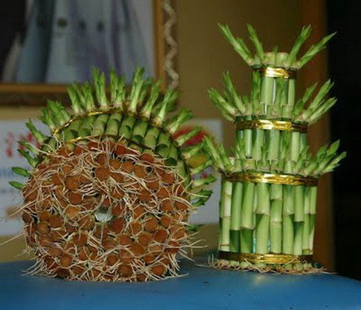 Необычное растение бамбук: выращиваем у себя дома