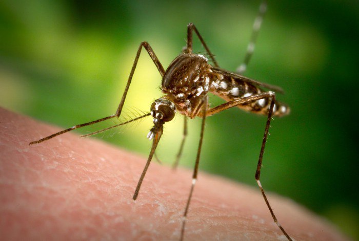 Средства от комаров в домашних условиях