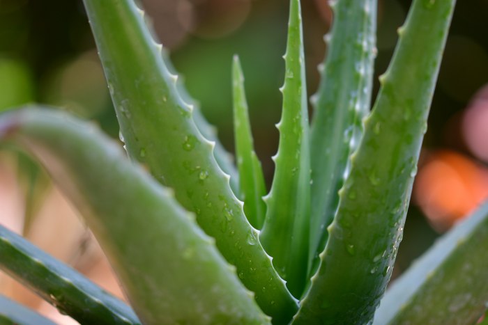 Алоэ Вера – полезные свойства растения для похудения