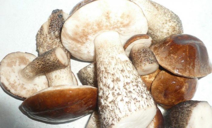 Замораживаем грибы на зиму – простые рецепты