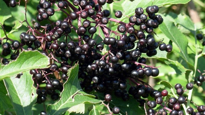 Вредные и полезные свойства плодов черной бузины