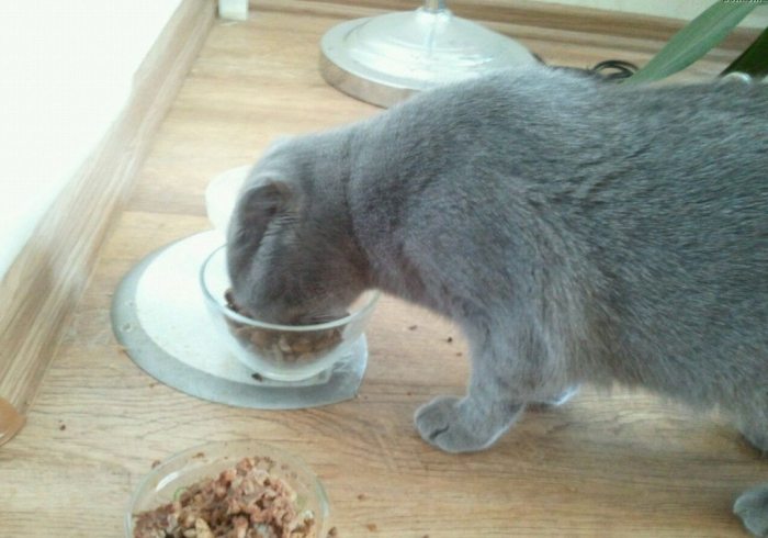 Как улучшить кошачий аппетит?