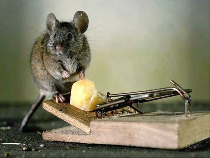 Способы от избавления мышей в квартире