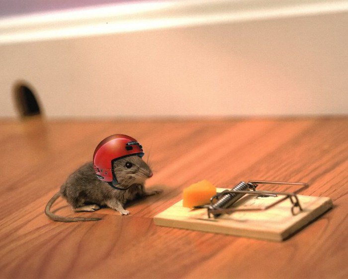 Средства от мышей в квартире
