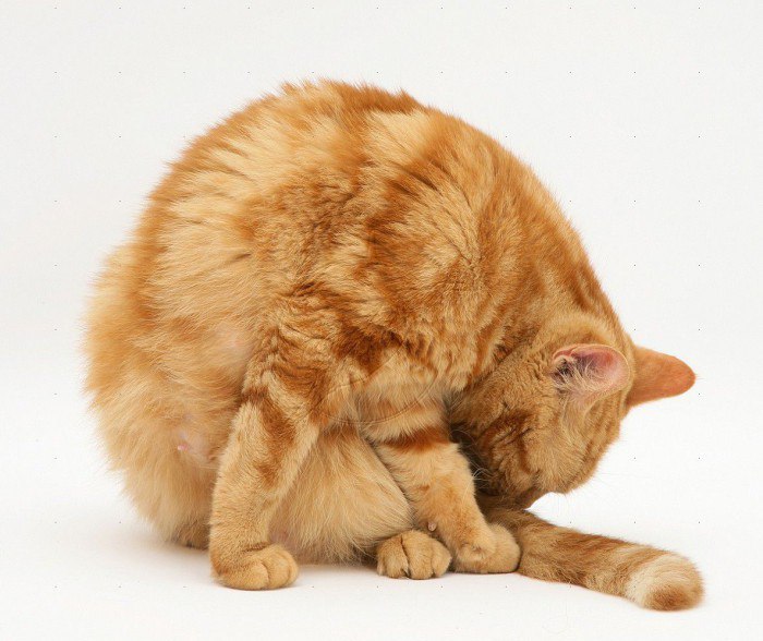 Симптомы, причины и лечение пиометры у кошек