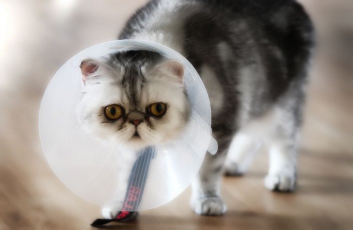 Гнойная пиометра: симптомы заболевания у кошки