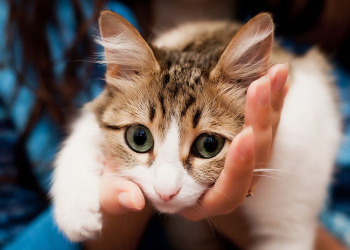 Возможные причины гноящихся глаз у котов