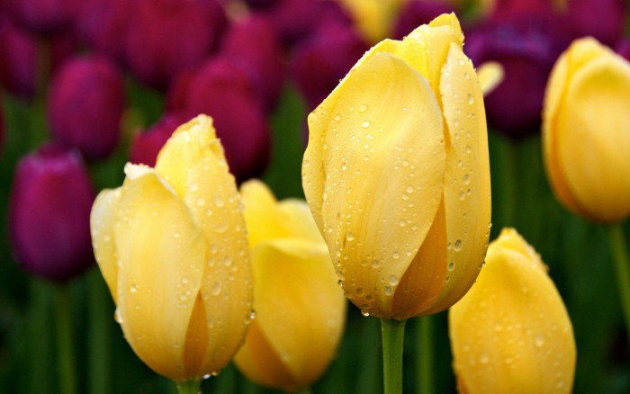 Легенда о желтых тюльпанах