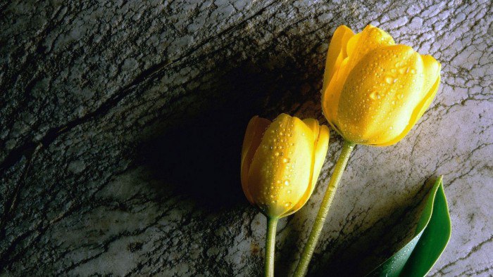 О чем может рассказать желтый тюльпан?
