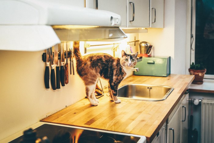 Как у домашней кошки улучшить аппетит?