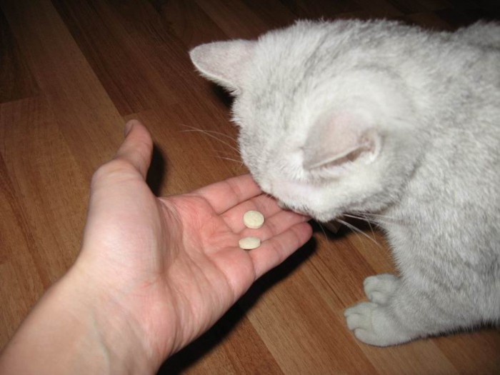 Лучшие витамины на все случаи жизни котов