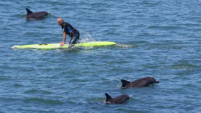 Дельфины защитили спортсмена от акулы