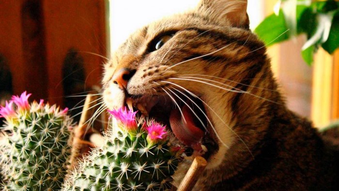Коты покушаются на домашние растения